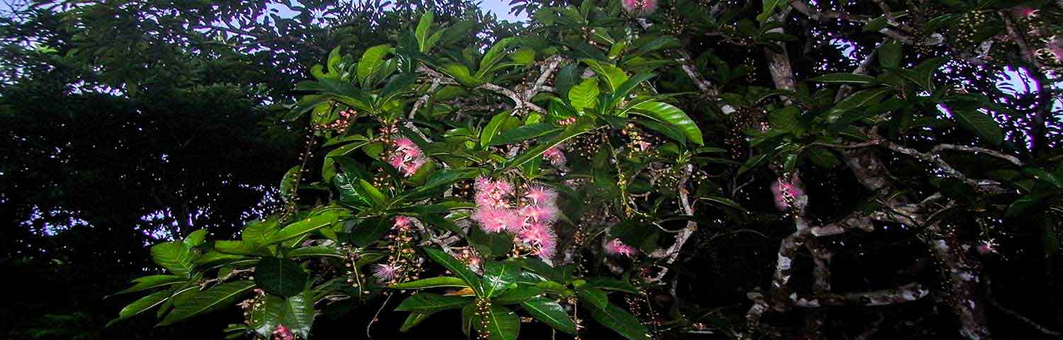 sagaribana sagaribana